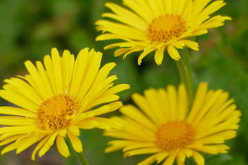 Spring Flowers