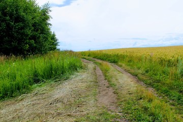 Fototapeta na wymiar The turn of a dirt road along a wheat field.