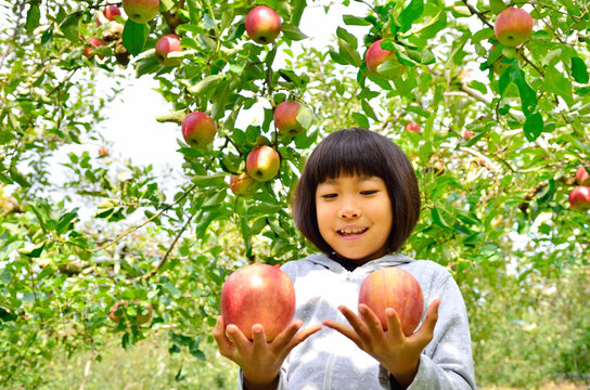 リンゴ狩りを楽しむ女の子