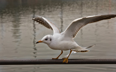 Seagull perched on railing at Lake Lucerne Switzerland 