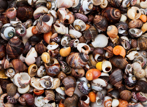 Sea shell collection filling the frame, from above