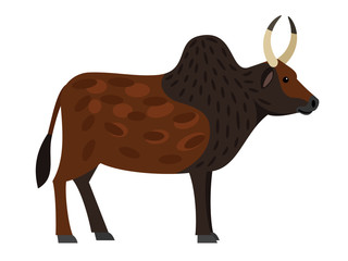 Zebu -  kind of wild bull