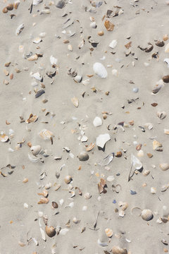Sea shells on sand
