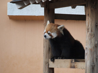 レッサーパンダ