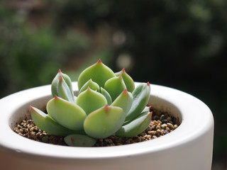 多肉植物の鉢植え