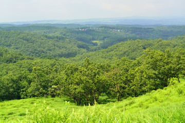 Fototapeta premium 清流の森