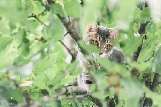 Grey Tiger Cat in a Tree