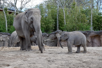 Eléphants dans un parc zoologique