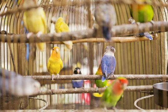 Many colorful parrots in birdcage