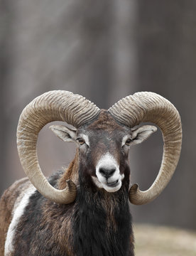 Smirking Mouflon Sheep Closeup Portrait