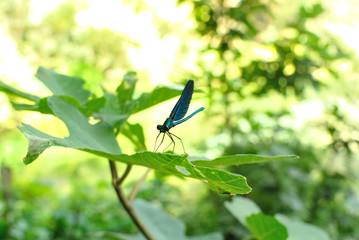 Blue Eye, Albania