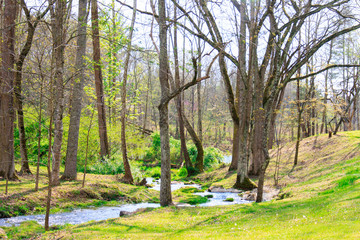 Forest in Appalachian Mountains
