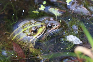 Câlin de grenouilles