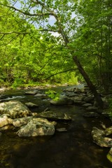 Tellico River, TN