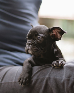 Woman sitting in garden with black French Bulldog puppy dog on her legs