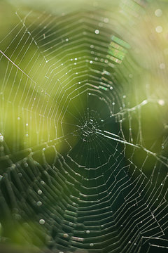 Spider Web