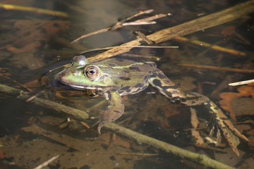Grenouille