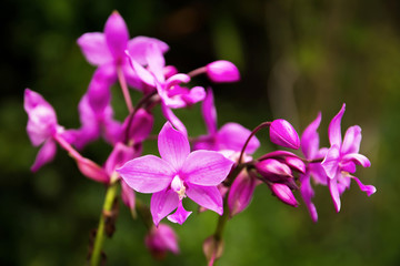 Fototapeta na wymiar Purple orchids flowers plants background.Ground purple orchids background