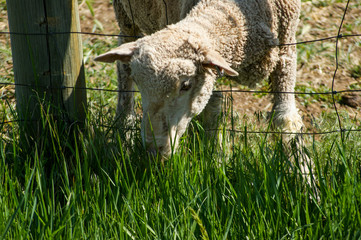 Naklejka na ściany i meble Grass Grazing Sheep