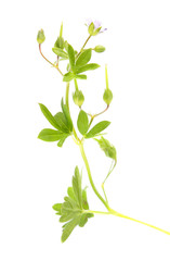 Fototapeta na wymiar Small geranium (Geranium pusillum) isolated on white background. Medicinal plant