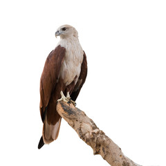 Brahminy kite, Red-backed sea-eagle stand on the branch isolated on white background