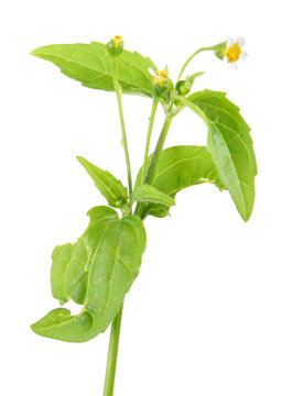 Galinsoga or potato weed (Galinsoga parviflora) isolated on white background. Medicinal plant