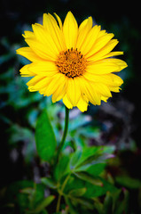 Arnica flower blossom
