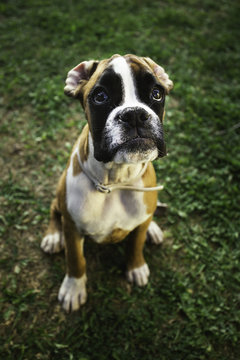Boxer sitting in the grass