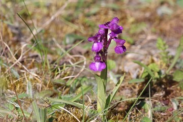 L'orchis bouffon