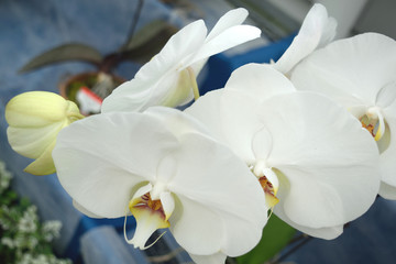 Naklejka na ściany i meble 胡蝶蘭 ファレノプシス・アマビリス 白い花