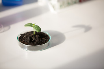 Young  green plant on petri dish in genetic laboratory