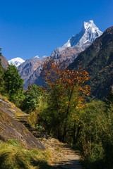 紅葉のマチャプチャレ (ネパール)