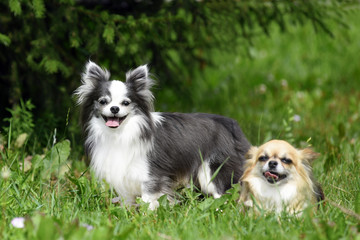 Obraz premium puppy