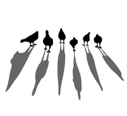 Silhouette of bird. Pigeon walking on the floor. Look like gangster. Template for logo. Tattoo design graphic. Draft from photo. Illustration vector. superpower of team. Clump group for fight.