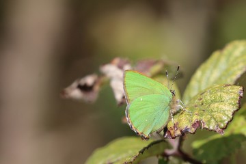 L'Argus vert