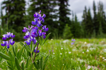 Fototapeta premium Purple Arctic Lupinus wildflowers in a flower field surrounded by forest up at Blackwall Peak in Manning Park, British Columbia, Canada