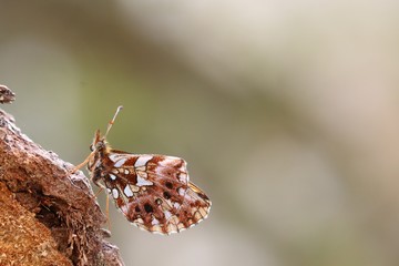 Papillon de profil