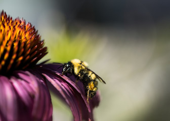 Bee