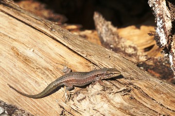 Lézard des murailles