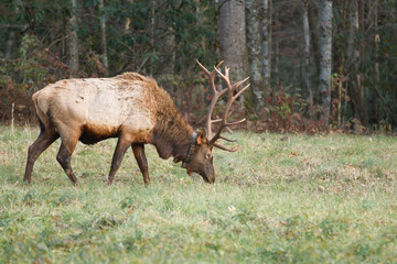 Buck Elk in Cataloochee Valley in the Smoky Mountain National Park grazing