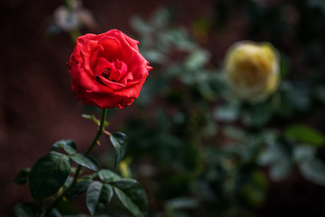 Red roses bouquet with free space for text, Selective focus