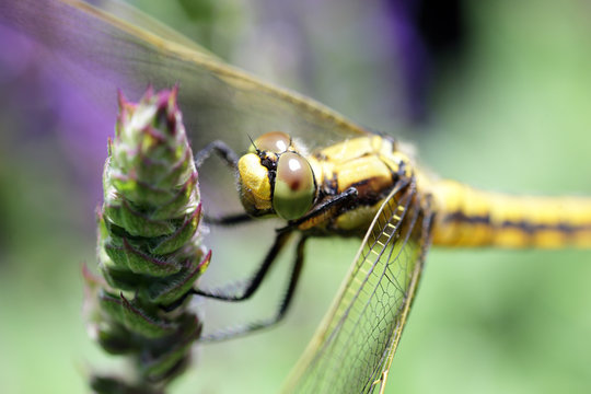 Dragonfly close-up