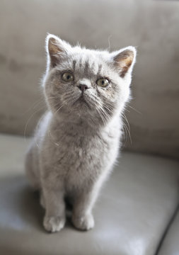 Kitten Portrait