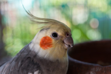 Close-up photos of cockatiel (Nymphicus hollandicus)