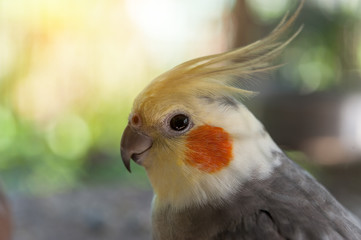 Close-up photos Beautiful bird of cockatiel (Nymphicus hollandicus)