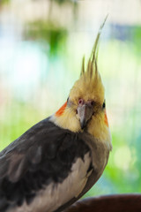 Close-up photos Beautiful bird of cockatiel (Nymphicus hollandicus)