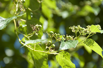 テリハノブドウ