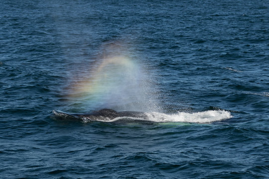Humpback Whale (Megaptera novaeangliae) blowing, Port Stephens, Australia