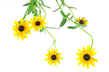 blooming yellow flower isolated on white background