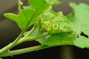 Obraz premium eggplant tree